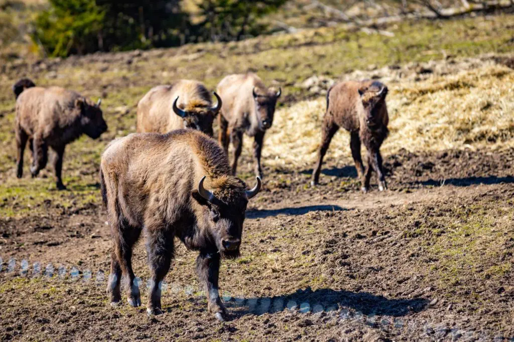 Wisent-Wildnis Wittgenstein