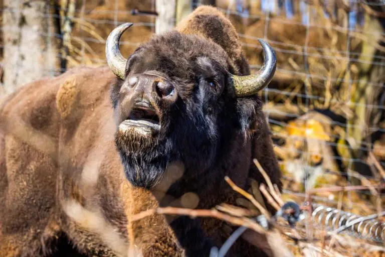 Wildtierparks und -gehege in der Region. Foto: David Heise