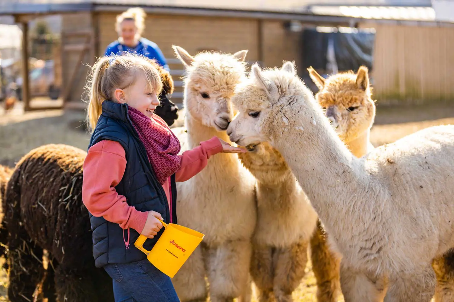 Tierisch entspannt durch die Natur 1 Die Kellerwald-Alpakas in Vöhl-Harbshausen gibt es seit 2016, und sie waren in der heutigen Form eigentlich nicht geplant. Besitzerin Anke hatte sich nach den Tieren erkundigt, weil sie sich gerne eine Handvoll Tiere für die Landschaftspflege zulegen wollte. Als sie jedoch schließlich nach Umwegen fündig wurde und sie sich eine Herde anschaute, waren es nicht drei oder vier Alpakas, die abgegeben werden sollten, sondern 13. Für den ursprünglichen Plan deutlich zu viele, aber sie gingen ihr einfach nicht mehr aus dem Kopf. Nach einiger Recherche kam ihr dann die Idee mit den Wandertouren, und kurze Zeit später bezogen 12 der 13 Tiere (eins war inzwischen anderweitig verkauft worden) den Hof in Harbshausen. Mann Thomas und Tochter Milena waren auch direkt mit Feuereifer für die Tiere an Bord und inzwischen haben sie sogar 23 Tiere, die für die geführten Touren mit Gästen genutzt werden können.