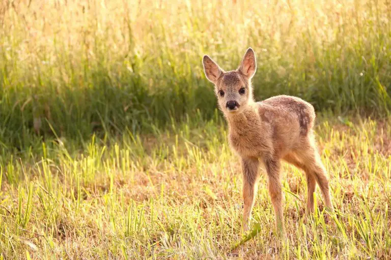 Wie verhalte ich mich im Frühjahr richtig in der Natur? Wir haben für euch vier wichtige Outdoor-Regeln zusammengefasst.