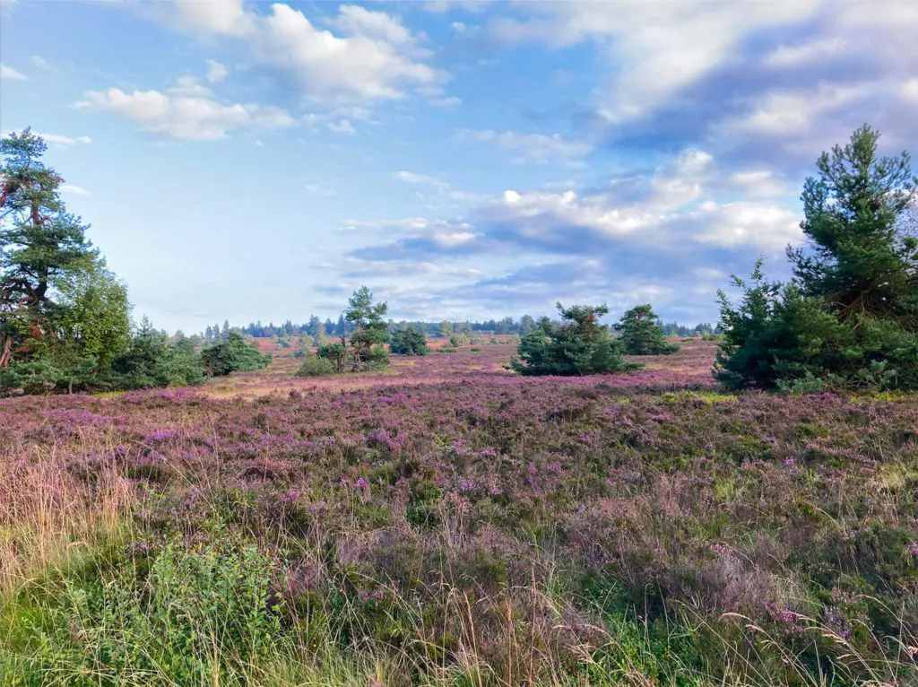 Hochheidetag in Niedersfeld – Edlake 2022