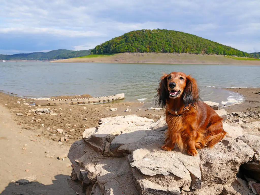 Der Wanderdachshund beim Sperrmauermodell