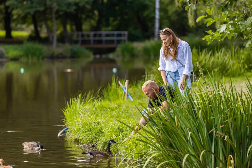 Medebach – Urlaubsparadies im Sauerland 4 Enten füttern auf dem Medebacher Bergweg