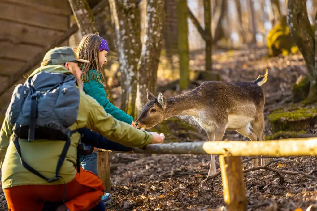 Süßes Reh im Dodenauer Wildgehege