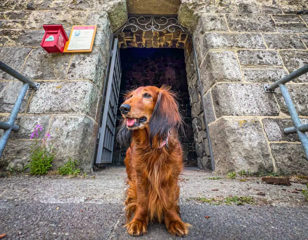 Der Dachshund von einem Mittelgebirgsturm