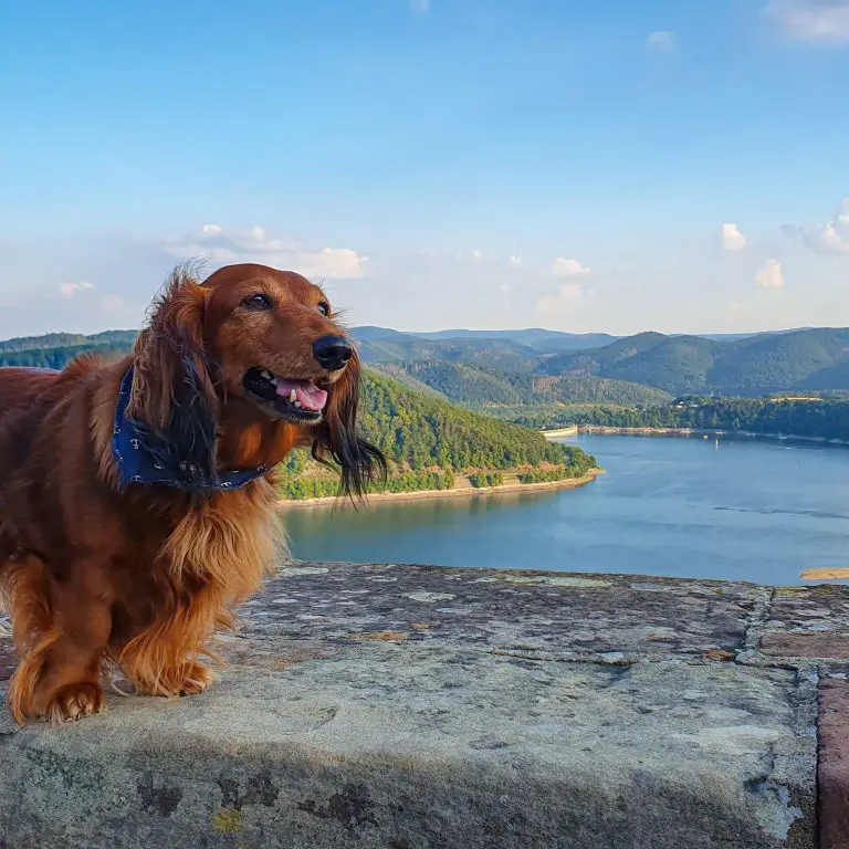Der Dachshund fasziniert von Wasser