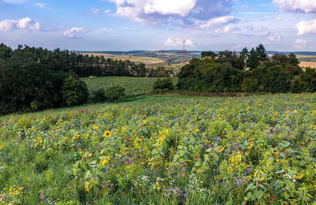 Blumenwiese im Edertal