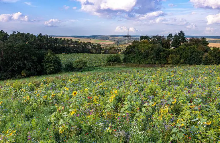 Blumenwiese im Edertal