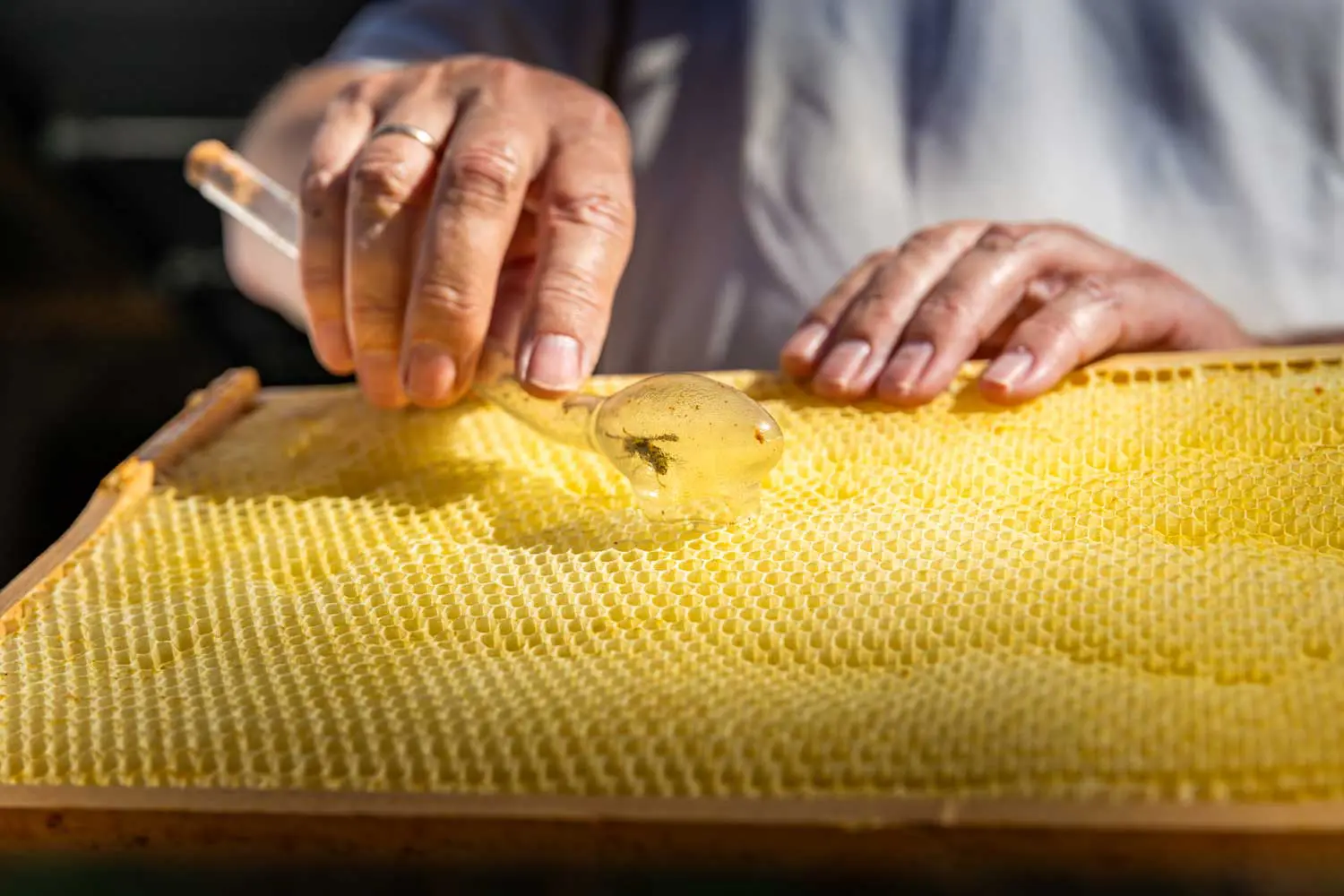 Jens Bankert beim Honig sammeln
