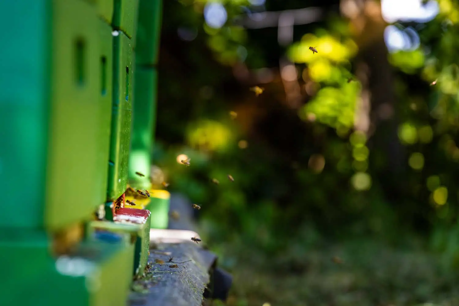 BEE happy – Geht es den Bienen gut, geht es uns allen gut!