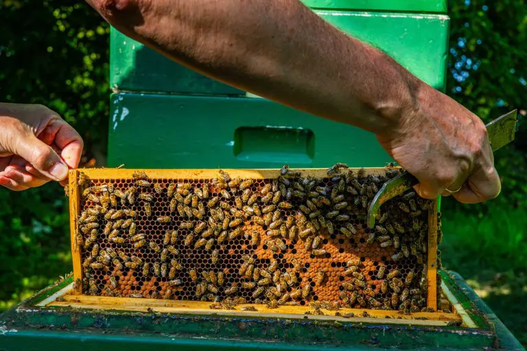 Bienen und andere Insekten sind unverzichtbar, um den Hunger der wachsenden Bevölkerung zu stillen.
