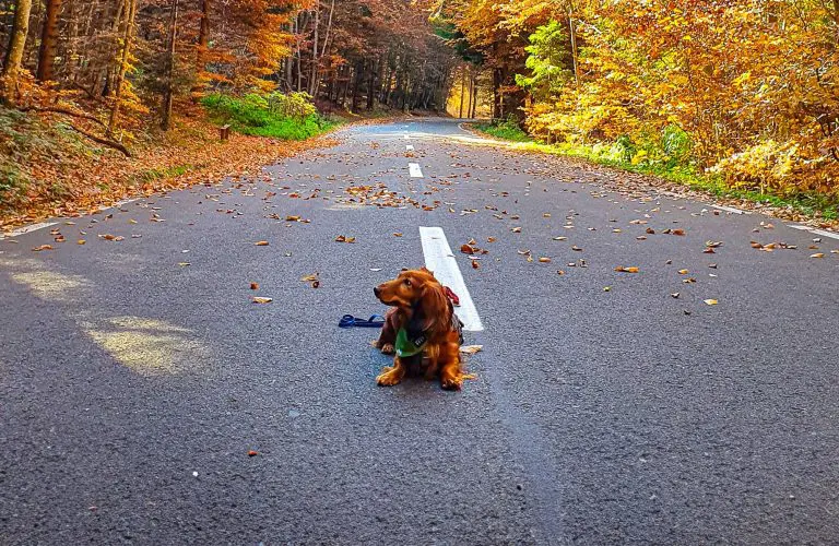 Der Dachshund in herbstlicher Stimmung