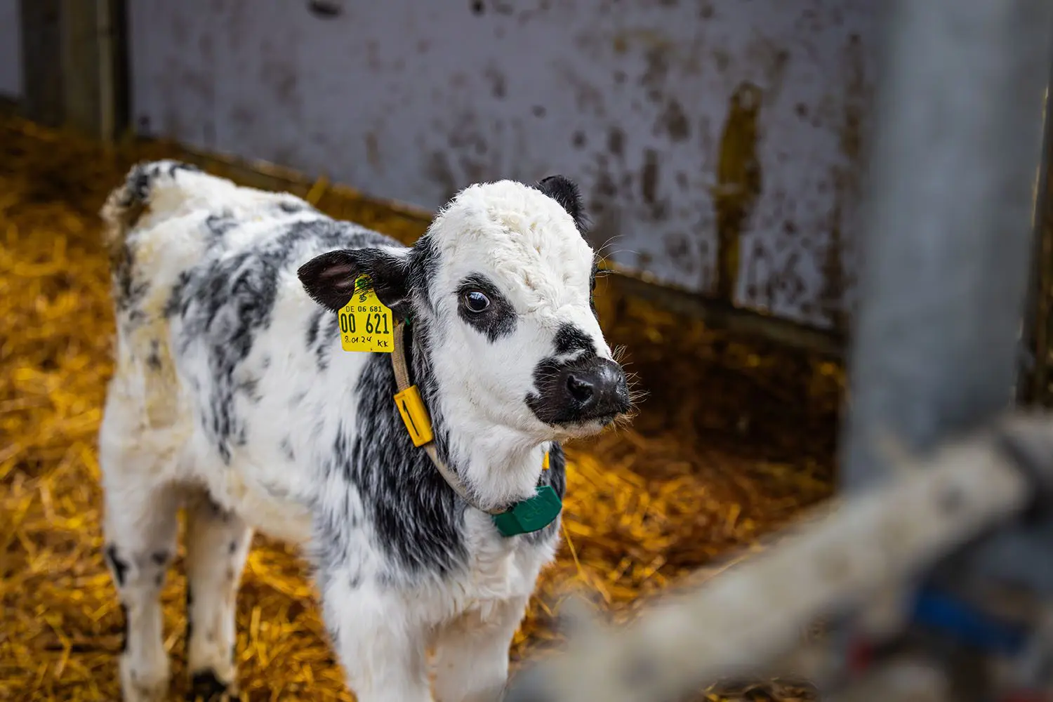 Ein kleines Kalb im Stall.