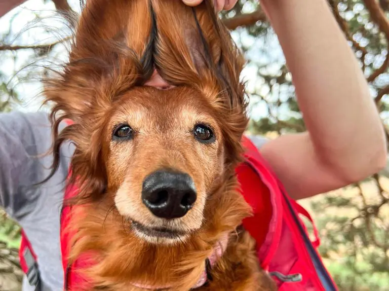 Wanderdachshund - mit allen Sinnen