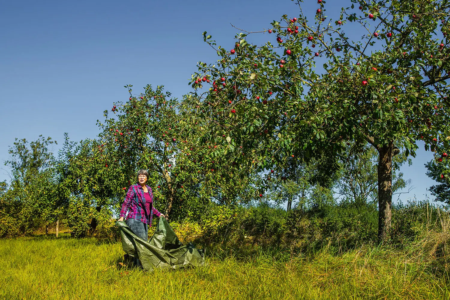 Naumburg Äpfel werden sanft vom Baum geschüttelt, während die reifen Früchte in der warmen Sonne glänzen und darauf warten, geerntet zu werden. Foto: Bernd Ulrich