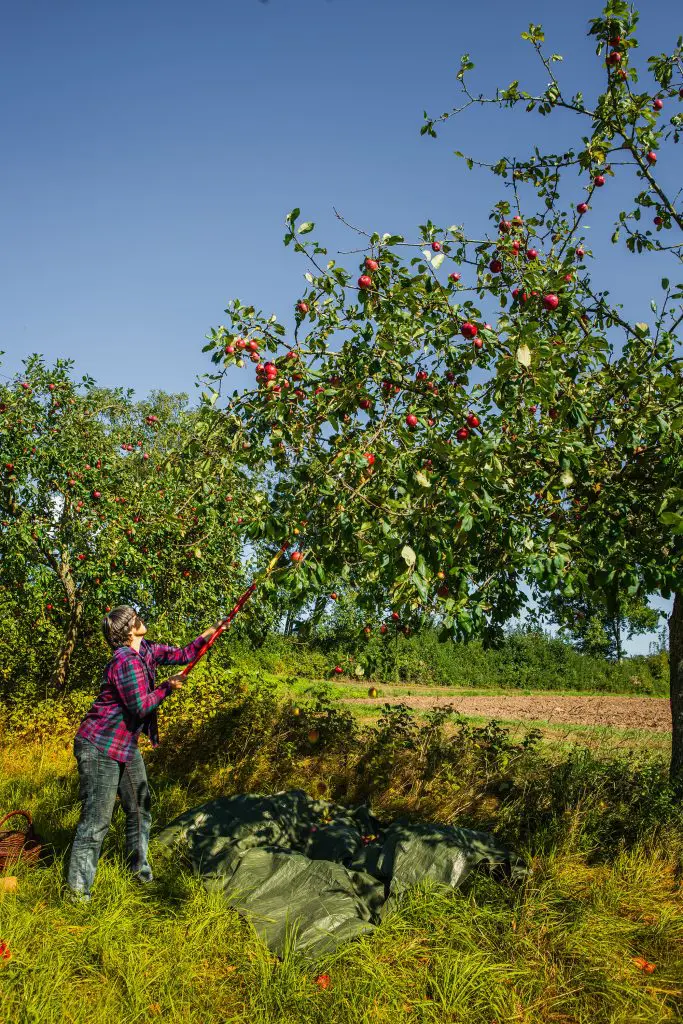 Naumburg Äpfel werden sanft vom Baum geschüttelt, während die reifen Früchte in der warmen Sonne glänzen und darauf warten, geerntet zu werden. Foto: Bernd Ulrich