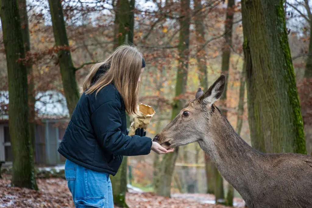 Auf dem Bild ist eine Familie zu sehen, die durch den Wildpark Knüll spaziert und dabei verschiedene Tiere entdeckt. Einige der Tiere, wie Rehe und Ziegen, kommen neugierig auf die Familie zu, während die Kinder mit Begeisterung Tierfutter in die Hand nehmen und den Tieren näher kommen. Die Familie genießt die ruhige Atmosphäre, da sie fast allein im Park ist. Im Hintergrund sind Gehege und die beeindruckende Natur des Wildparks sichtbar. Die Stimmung ist entspannt und voller Staunen über die Tiere, die in der freien Natur leben. Foto: David Heise