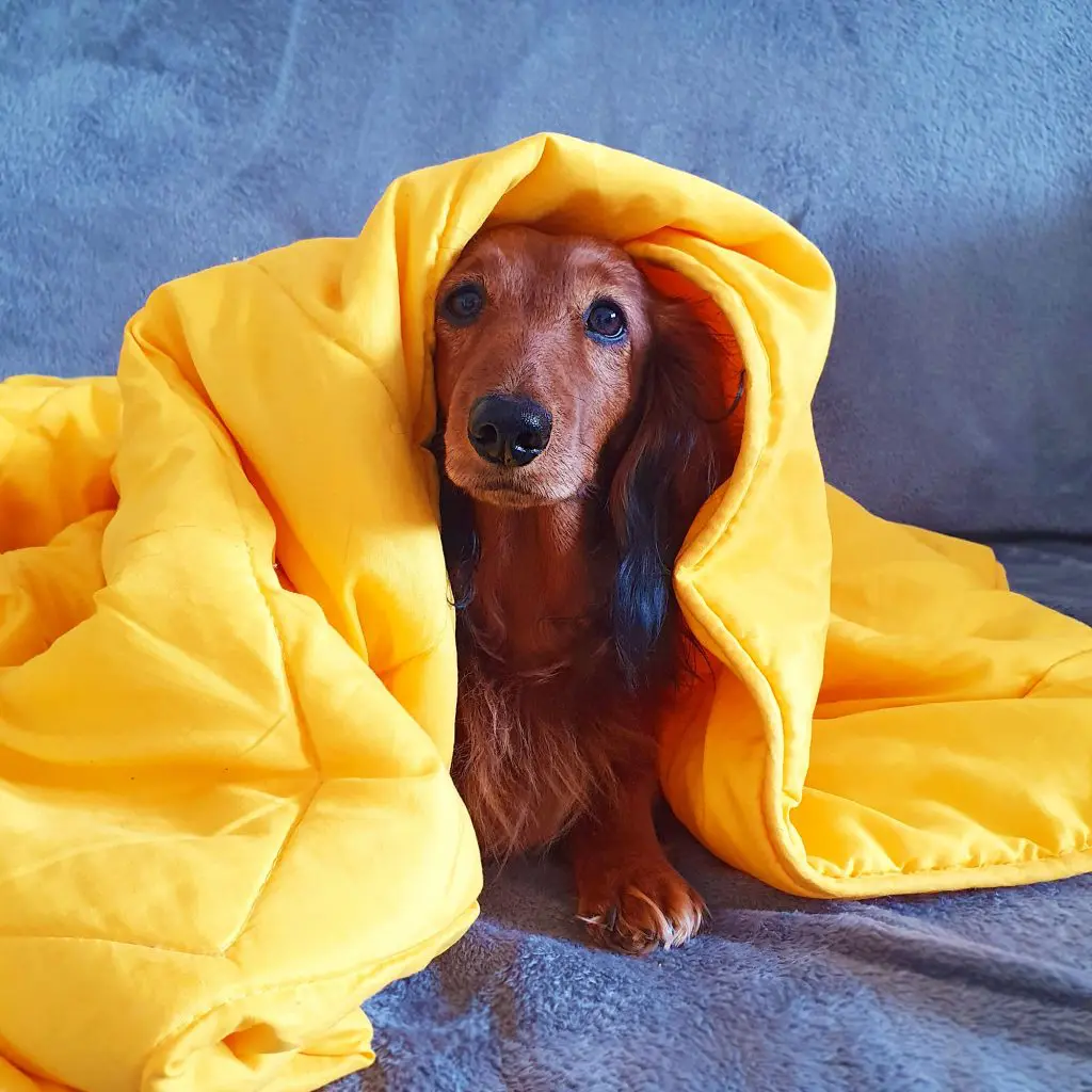 Hund mit kuschliuger Decke