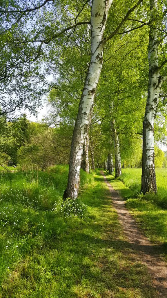 Suchergebnisse (Unternehmen) 1 PFAD DES LEBENS