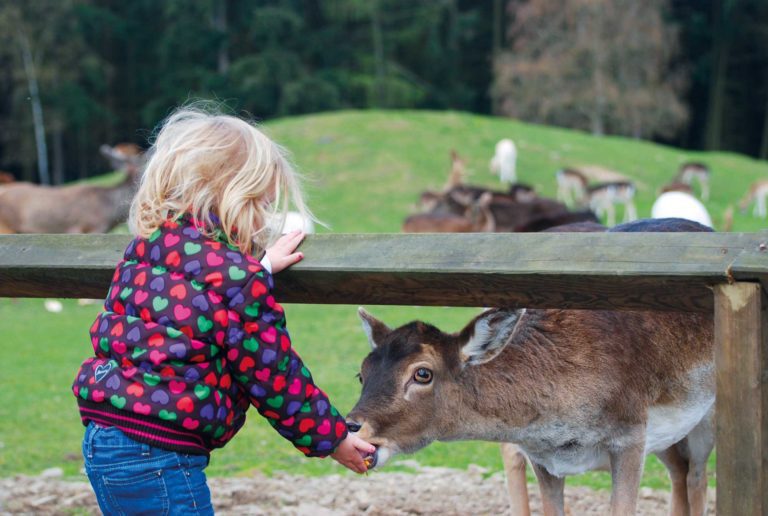 Tiere im WildtierPark am Edersee hautnah erleben, ein tolles Erlebnis für Groß und Klein. Fotos: David Heise, Marcus Brauer