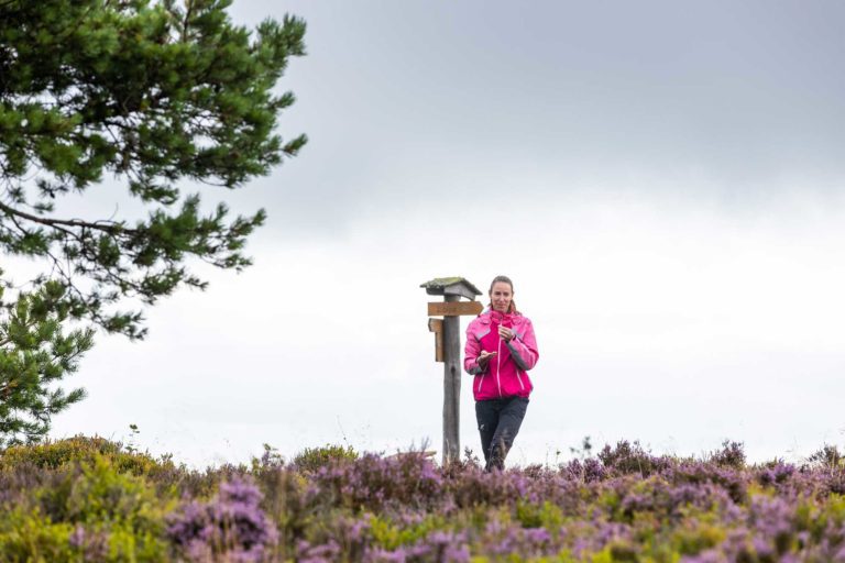 Ein wahres Meer aus blühender Heide ... Im Spätsommer ist die Landschaft auf den Bergplateaus des Uplands in Willingen kaum wiederzuerkennen. Fotos: David Heise/edlake