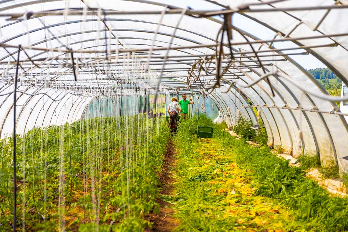 Gemüseanbau auf dem Falkenhof Strohte