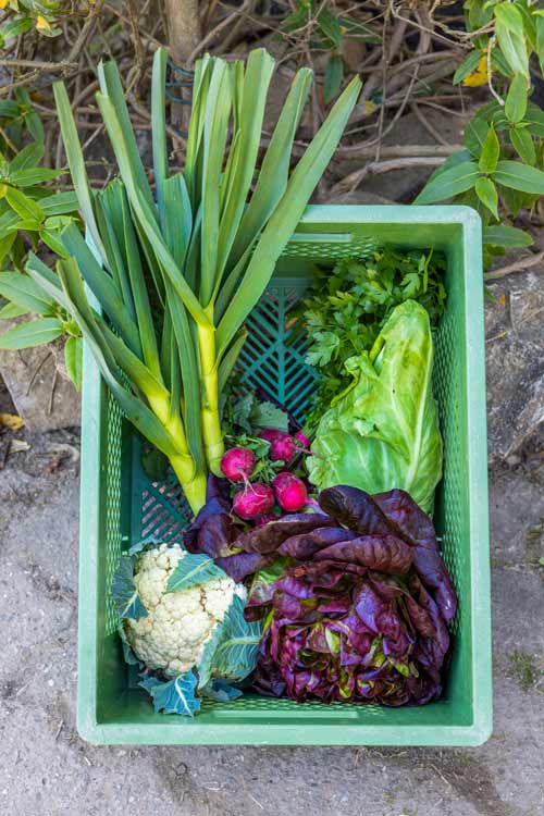 Ein großes, vielfältiges Angebot an gesunden und frischen Nahrungs mitteln bietet die SoLawi Falkenhof ihren Mitgliedern