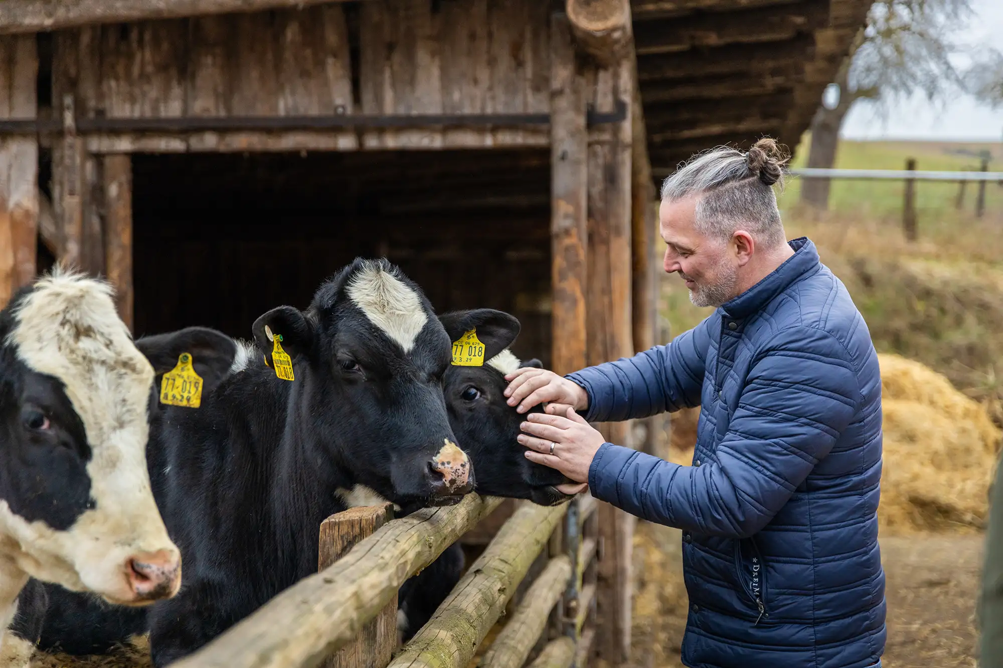 Ein Mann streichelt eine Kuh