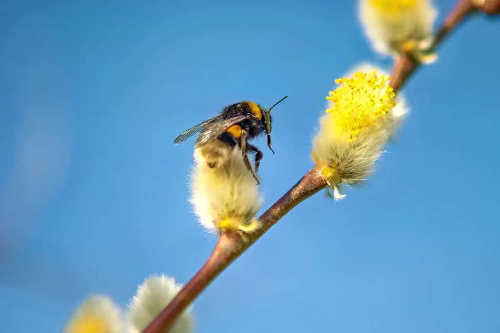Hummel auf Weidenkätzchen