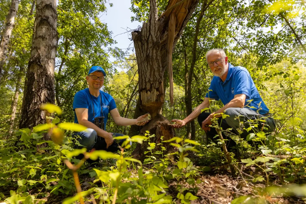 Zwei NABU-Mitglieder zeigen im Gebüsch einen Baum, der von einem Biber angenagt wurde, und halten Holzspäne in der Hand.