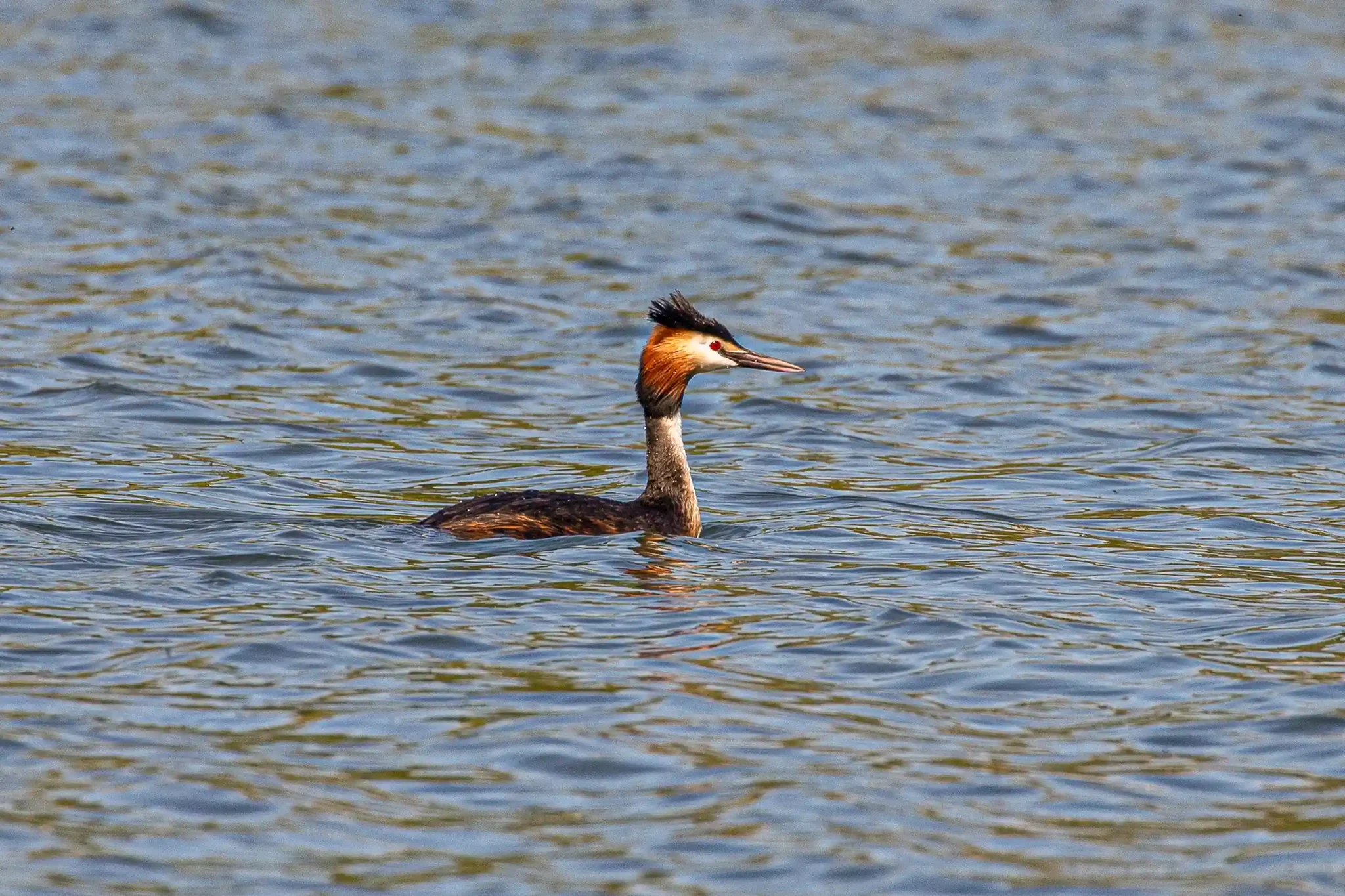 Haubentaucher schwimmt in der Eder