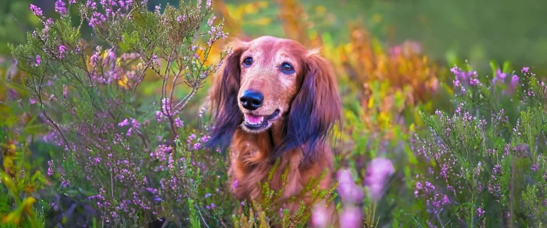 Süßer Dackel sitz im Heidefeld