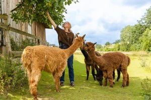 Daniela Munzert pflückt Äpfel von einem Baum, um sie ihren Alpakas zu füttern. ©David Heise
