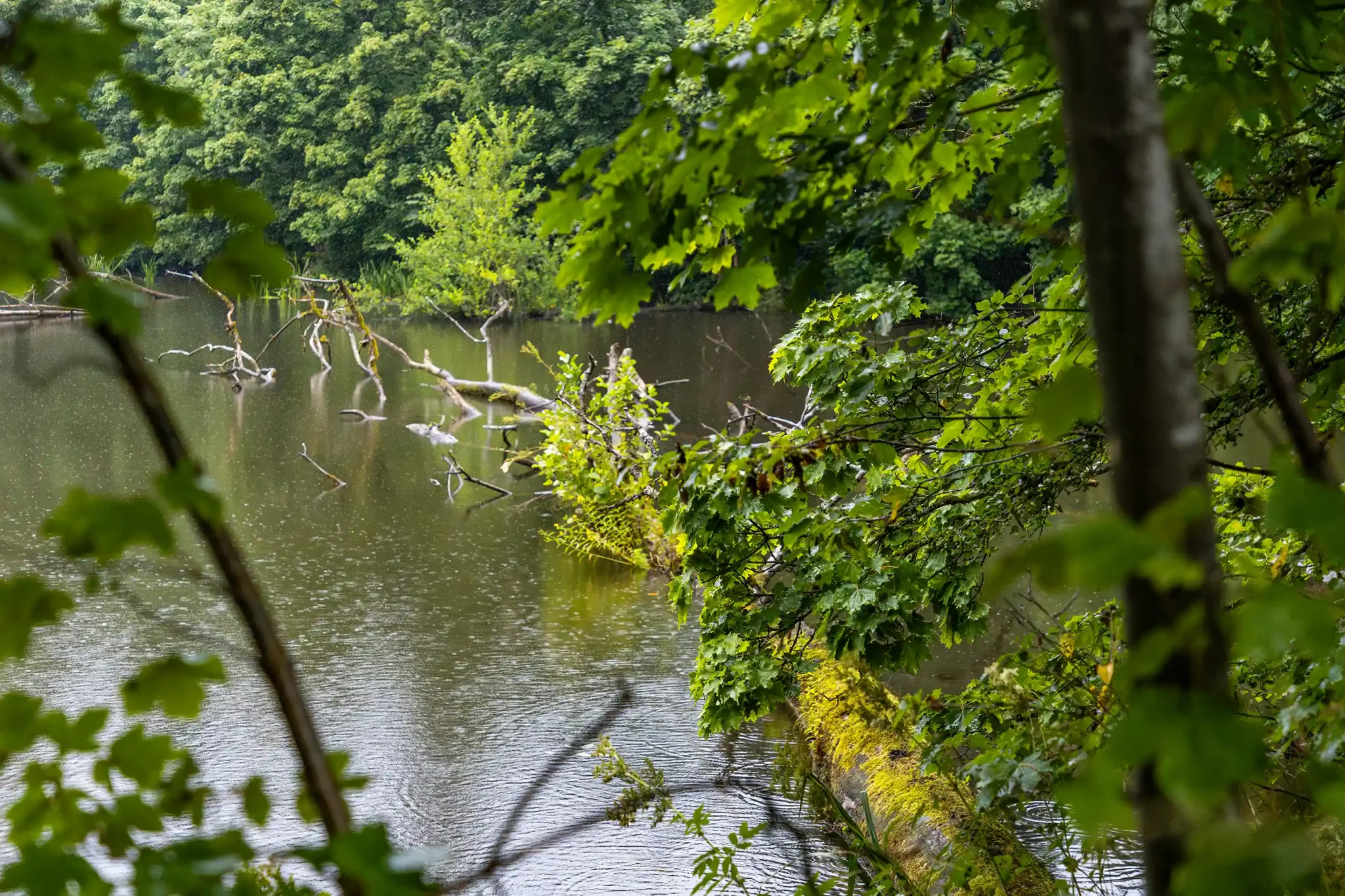 Die historischen Fischteiche der Zisterzienser, umgeben von wilden Uferregionen und Natur, wirken wie idyllische Oasen. ©David Heise