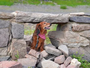 Wanderdackel sitzend auf Steinen am Ufer des Edersees, Blick aufmerksam in die Ferne gerichtet