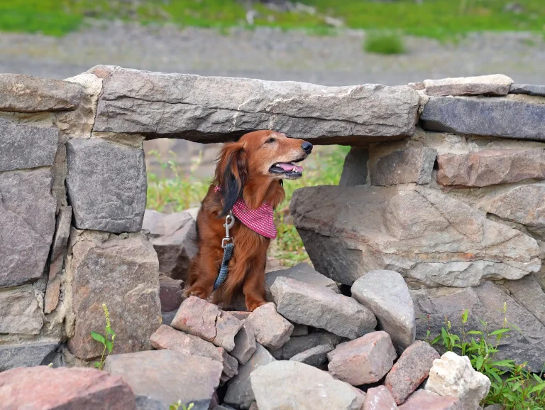 Wanderdackel sitzend auf Steinen am Ufer des Edersees, Blick aufmerksam in die Ferne gerichtet